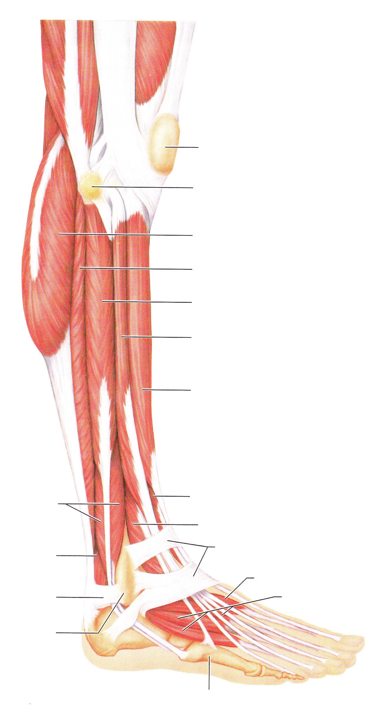 Leg Muscle Diagram Unlabeled Bio Leg Muscles Muscle Anatomy Leg